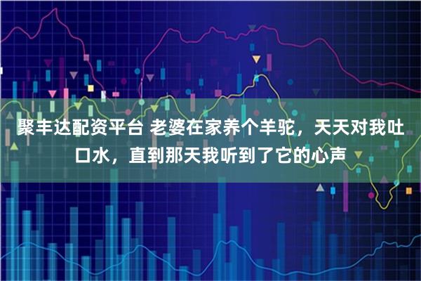 聚丰达配资平台 老婆在家养个羊驼，天天对我吐口水，直到那天我听到了它的心声